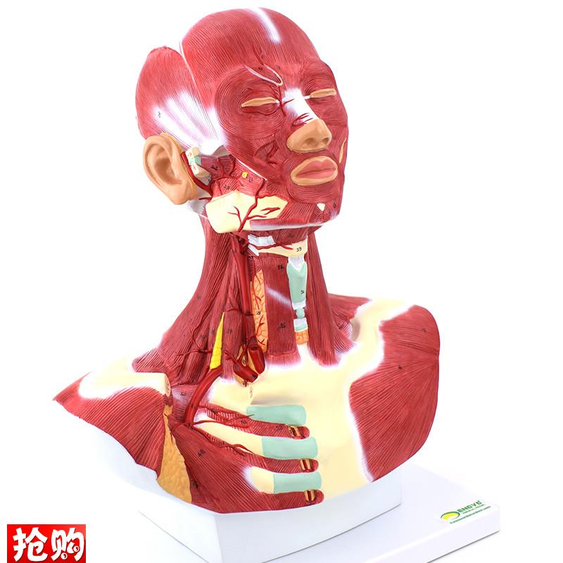 ENOVO颐诺人体头面q部肌肉解剖头颈胸模型艺用面部肌肉美术微整头