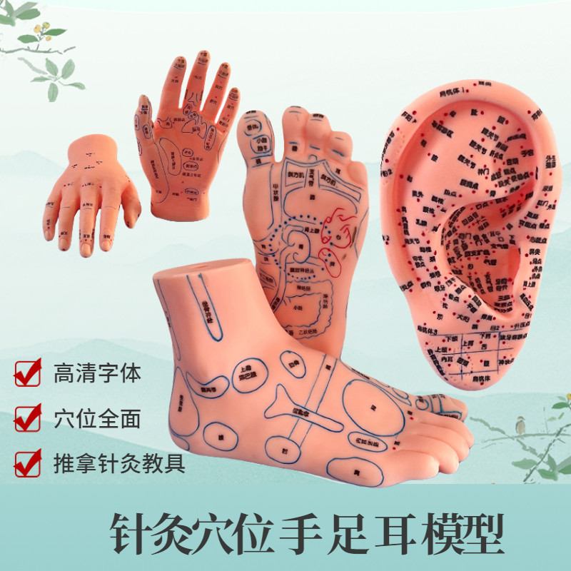 脚穴位模型足部底耳模耳朵手经络手部推拿针灸Q足底脚模反射模型