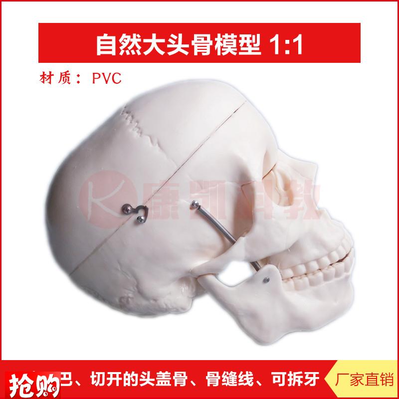 人体头骨模型1:1自然大头颅骨模型头I骨骼结构造骨架教学骷髅医学