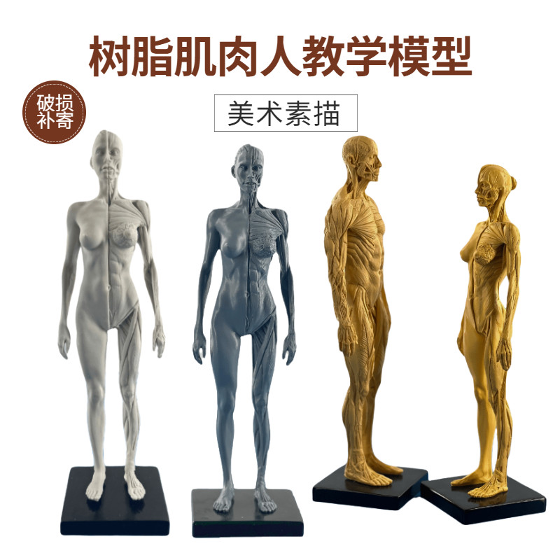 绘画临摹人体雕塑人体结构CG参考模型I 艺用人体肌肉骨骼模型美术
