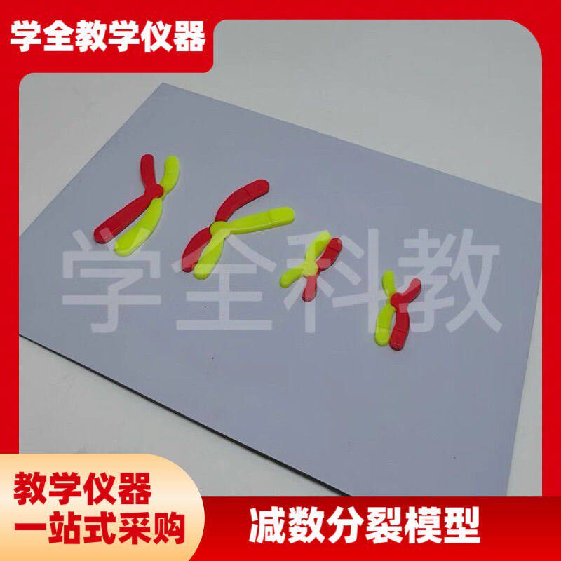 减数分裂中染色体变化模型组件磁吸式磁贴高中生物V实验器材教学