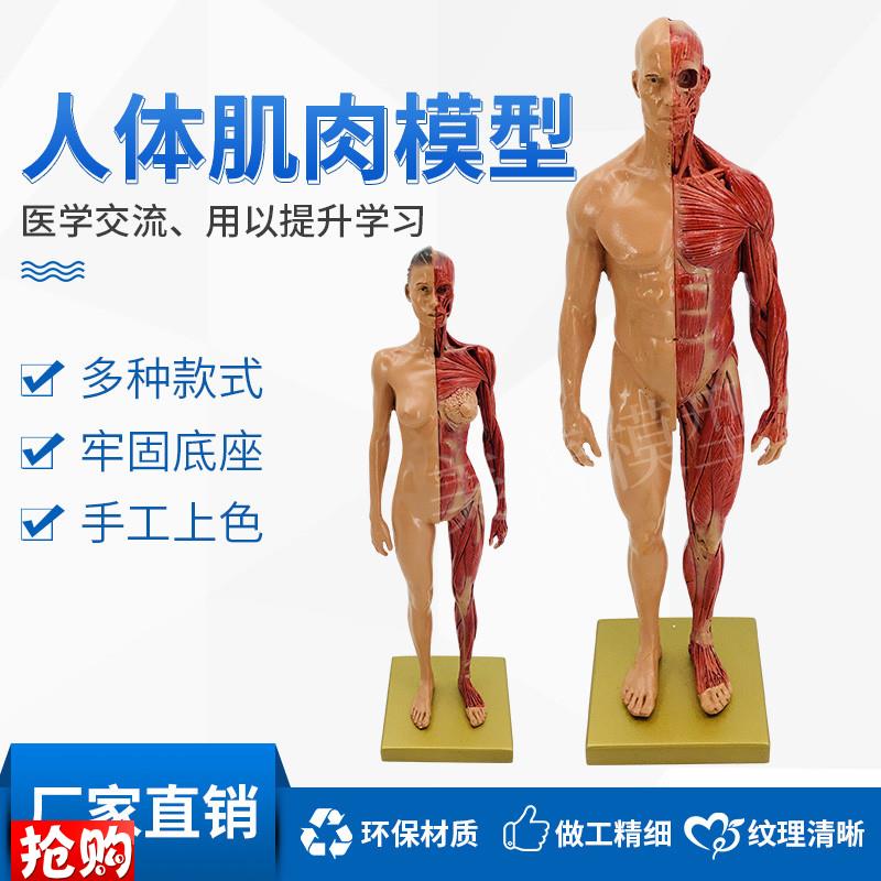 30cm绘画参考l头骨模型半身像医学艺用人体肌肉骨骼解剖结构美术