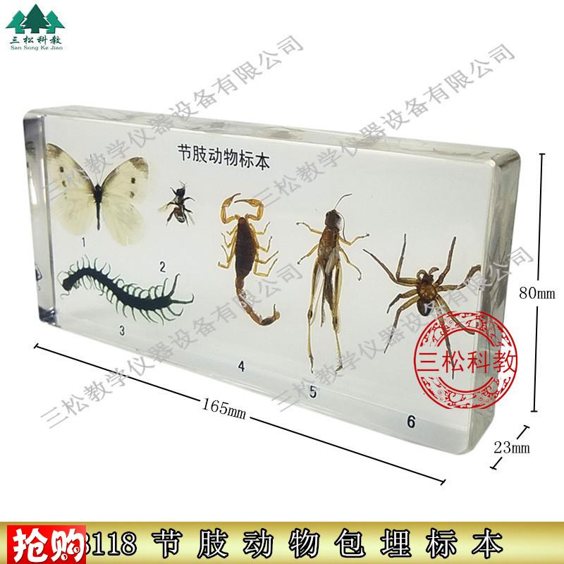 树脂包埋人工g琥珀节肢动物标本昆虫螃蟹蟋蟀蜘蛛幼儿园儿童教学