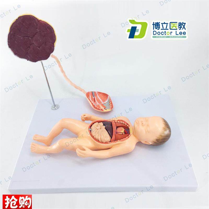 胎儿血液循环模型出生s婴儿脐带胎盘模型婴儿内脏可拆卸组装