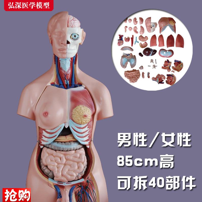 躯干模型人体内脏胸m腹部器官解剖男性女性心肝脾肺肾结构教学玩