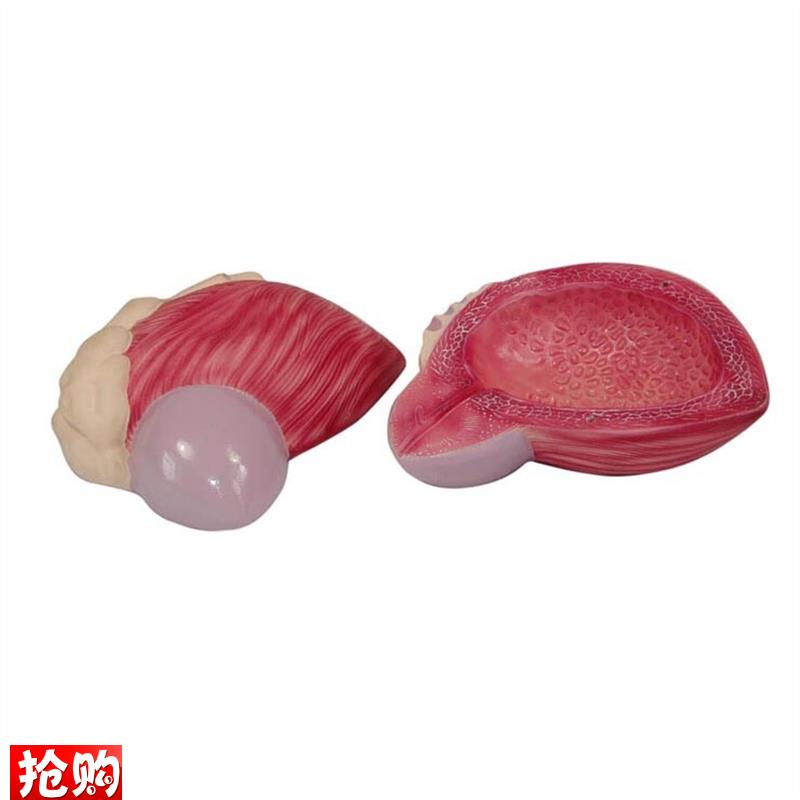 膀胱模型男性膀胱前列.腺放大模型泌尿生殖系Q统构造教学医学教具