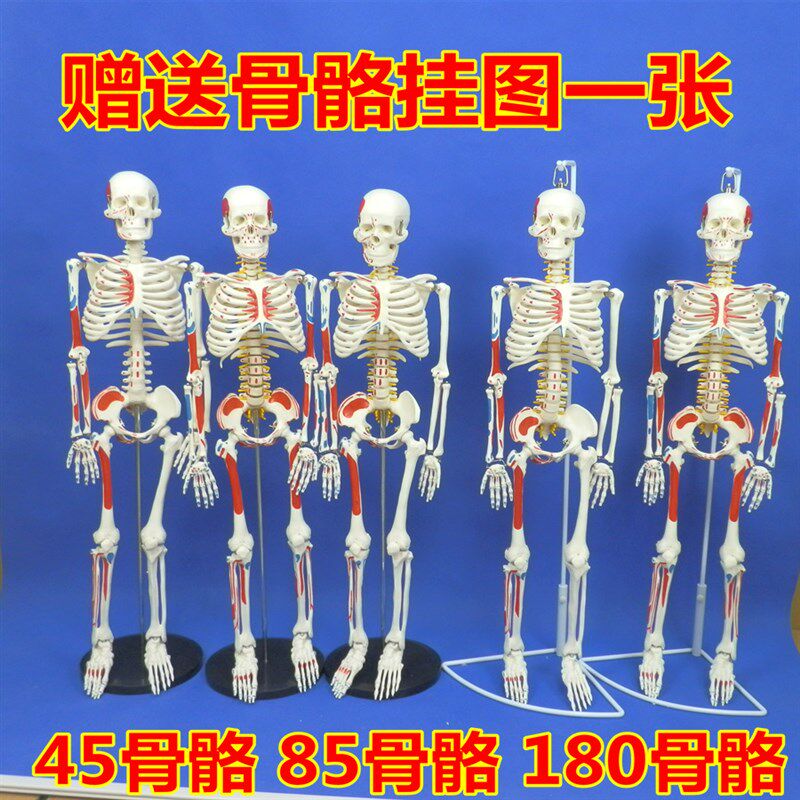 成人骨架模型45cm85cm人体骨骼模型全身脊椎骨骼脊柱模.型骨骼标