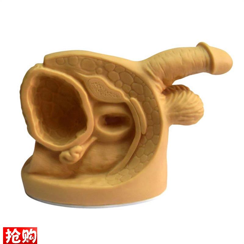 高级男性内外生殖器模型男性导尿模型医用导尿R模型男性器官模型