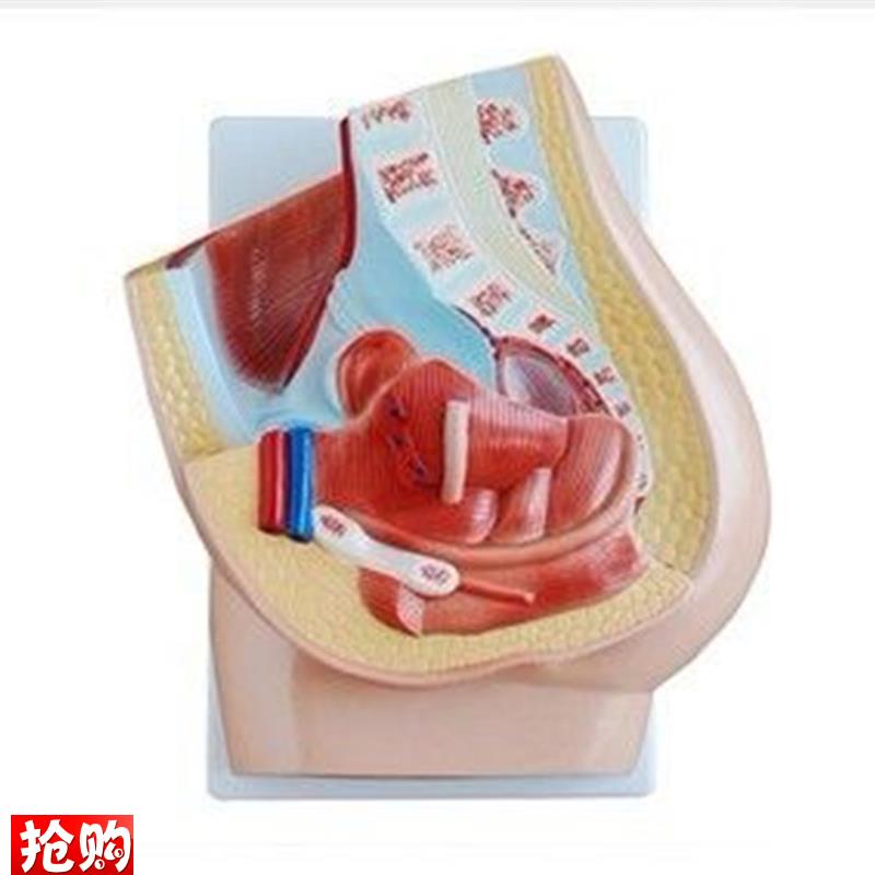 女性矢状解剖模型(1件)人体生G殖器教学练习训练示教标本