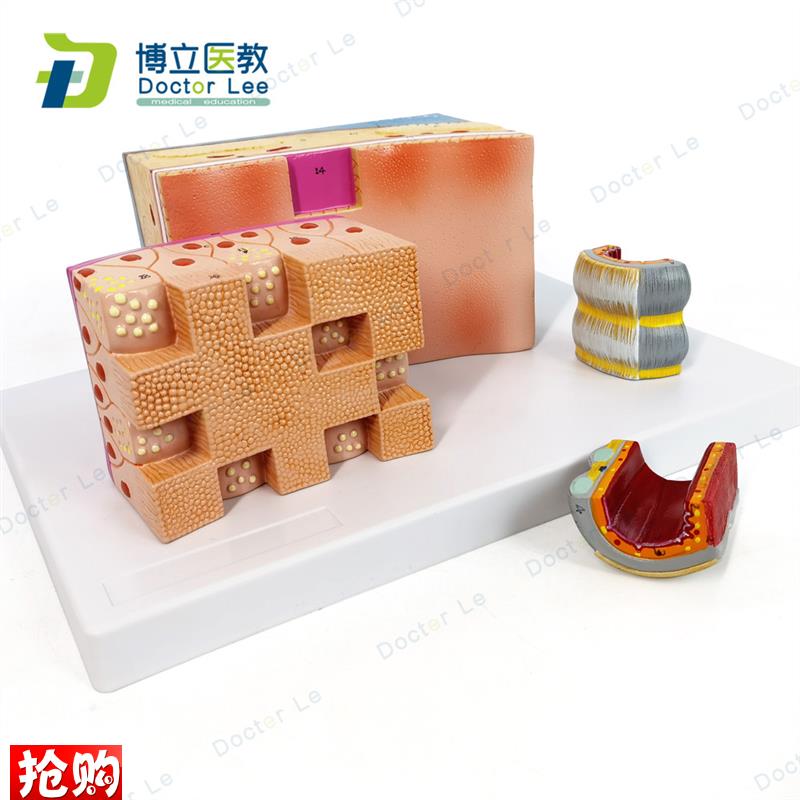 人体气管解剖结构模型气管壁喉解剖医学音T乐教学学习人体