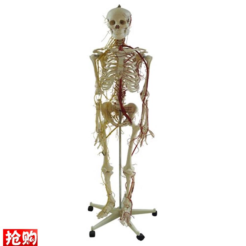 人体全身骨骼附主要动脉v和神经分布模型骨骼附神经血管模型