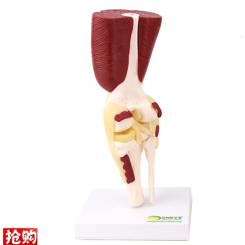 ENOVO颐诺人体膝关节肌肉x群模型膝关节模型滑车关节半月板交叉