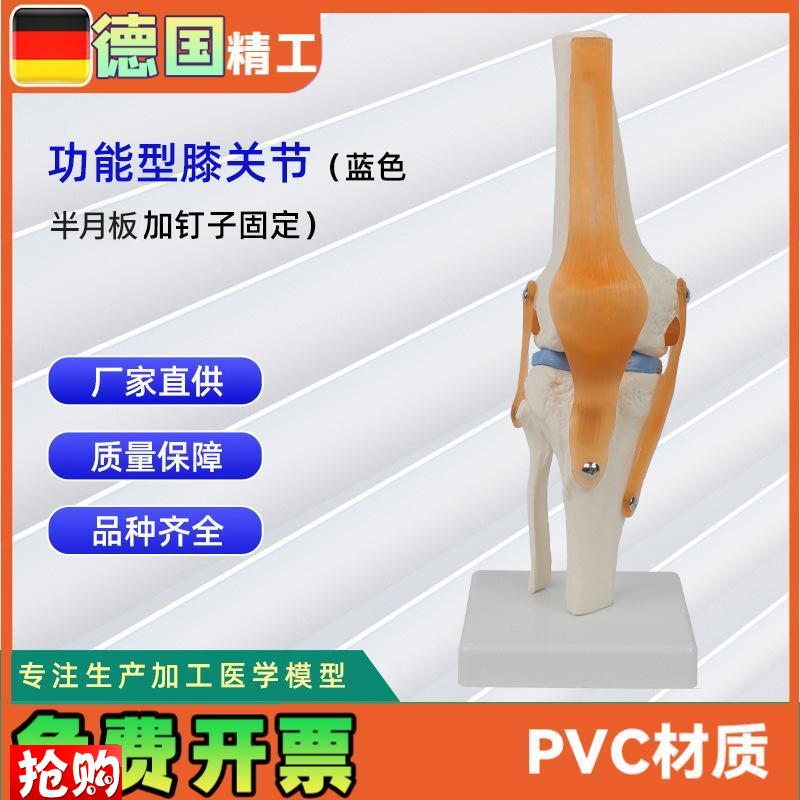 功能型膝关节模型可p弯曲十字韧带半月板灵活膝关节骨骼模型