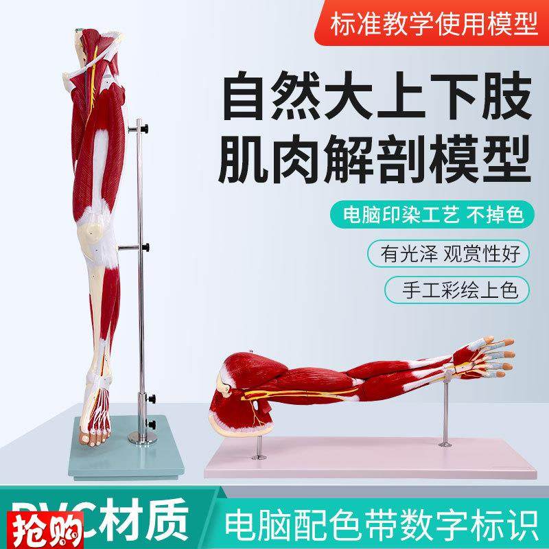 自然大上下肢肌肉附血管神经解剖模型人体手P臂肌肉构造运动系统