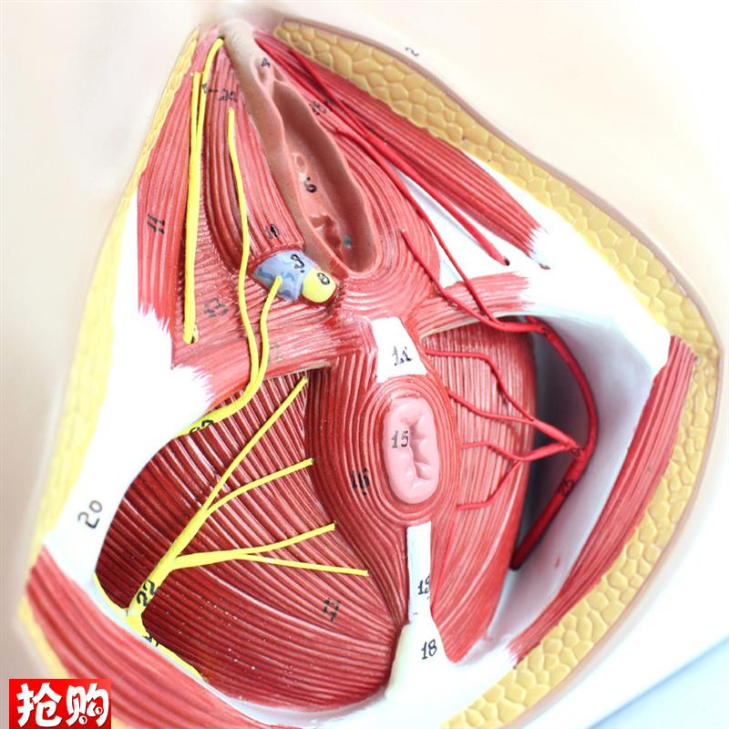 ENOVO颐诺女性会阴模型骨盆血管C神经盆底肌解剖教具妇科泌尿肛肠