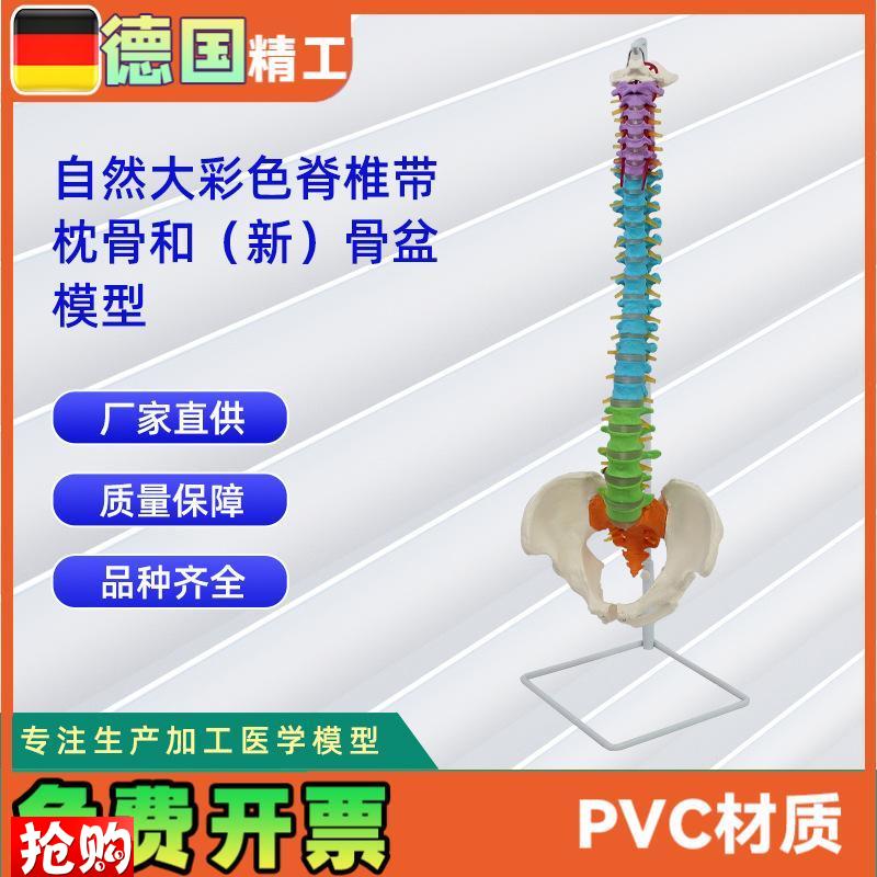 自然大彩b色脊椎带枕骨和新骨盆模型教学模型