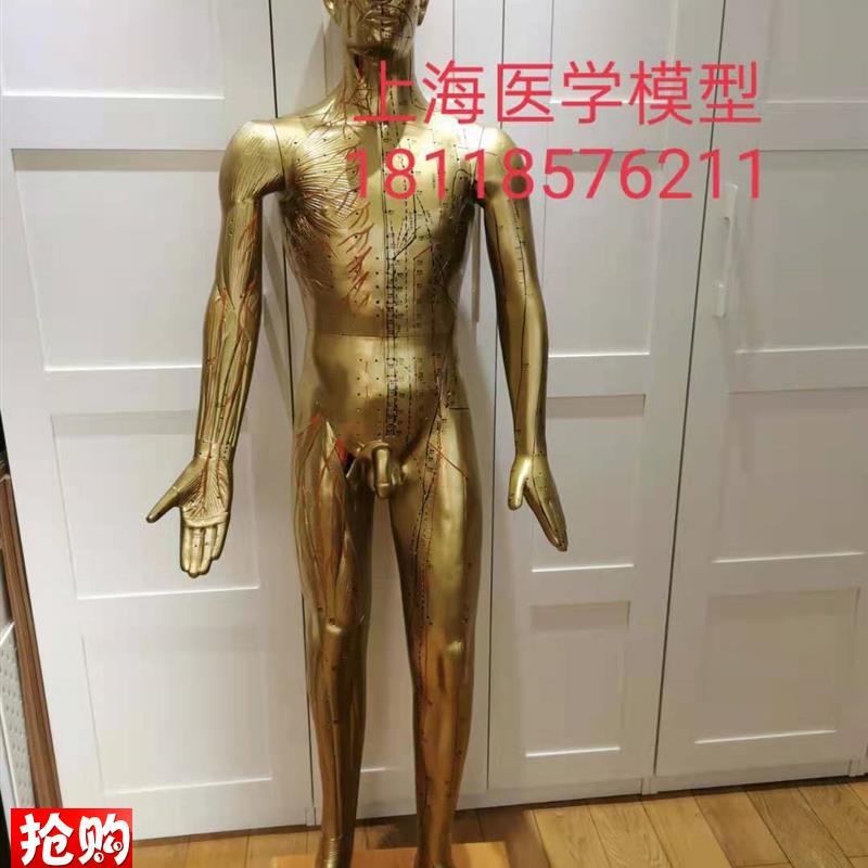 年终大促销170iCM人体针灸模型针灸铜人模型178cm中医经络穴位模