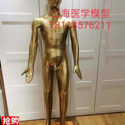 年终大促销170iCM人体针灸模型针灸铜人模型178cm中医经络穴位模