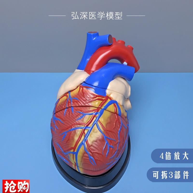 人体心脏模型4倍放大可拆内脏器官解E剖血管动静脉弘深医学教学30