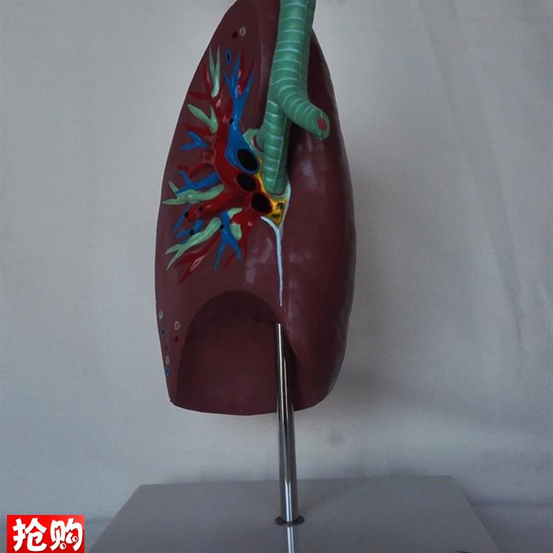包邮人体肺解剖模型u器官气管医用教学讲解展示
