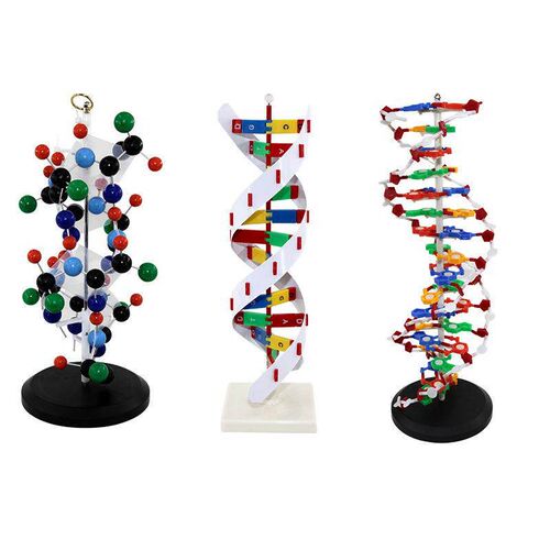 DNA双螺旋模型生物教具教学仪器C蛋白质合成氨基酸二级结构初高中