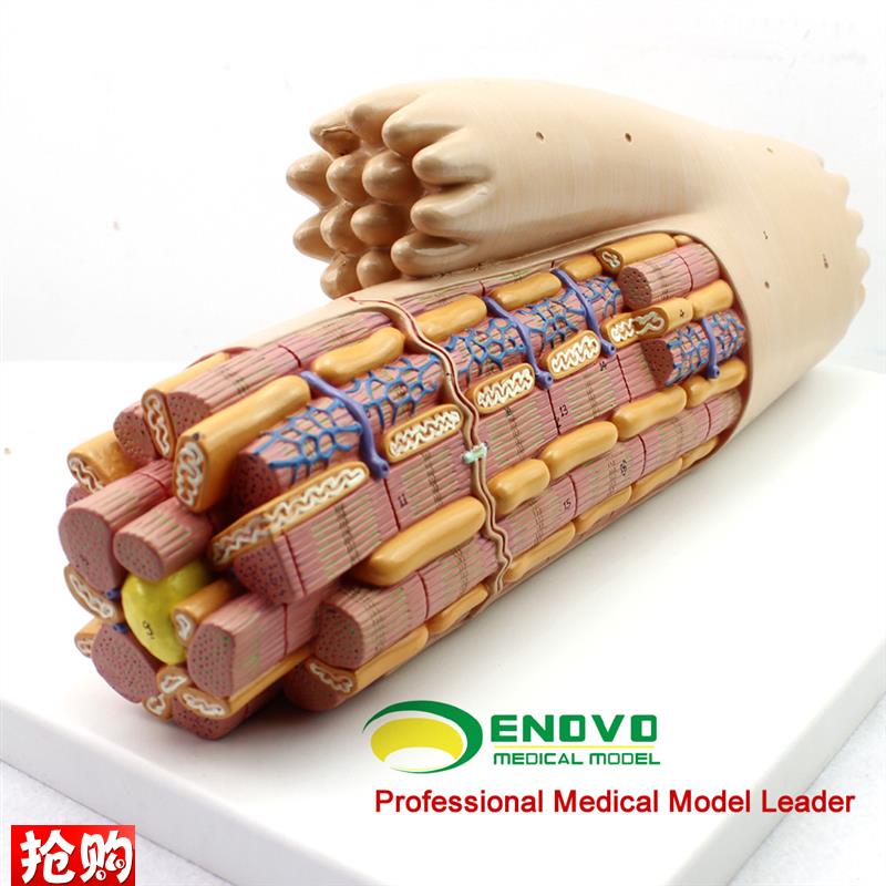 颐诺正品平滑肌解剖放大模型心肌结构纤维P的超微结构肌肉组织