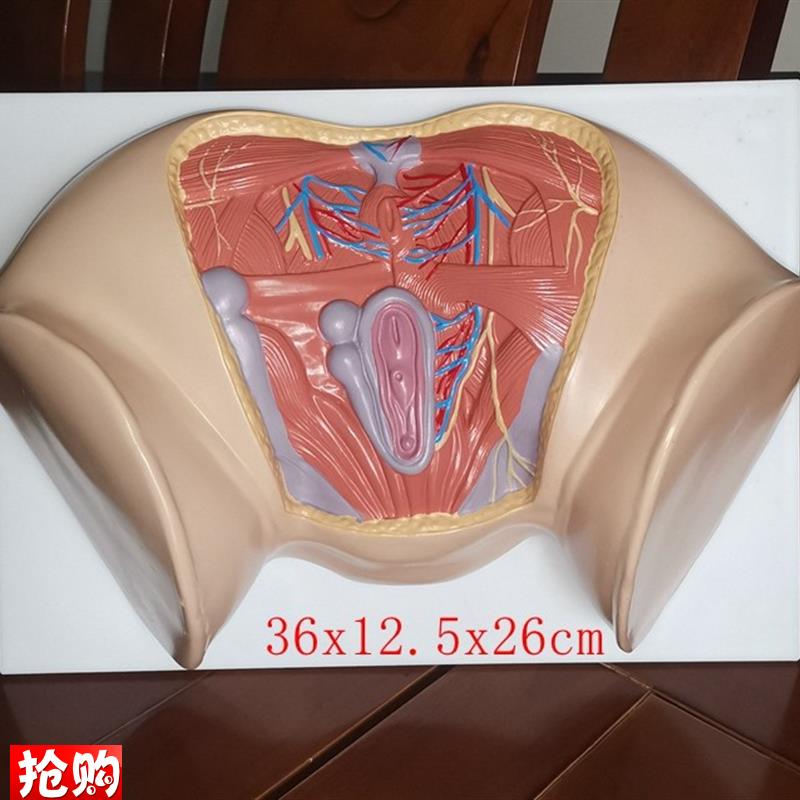 新款女性会阴模型尿生殖三t角肛门生殖系统盆腔模外阴护理保健讲