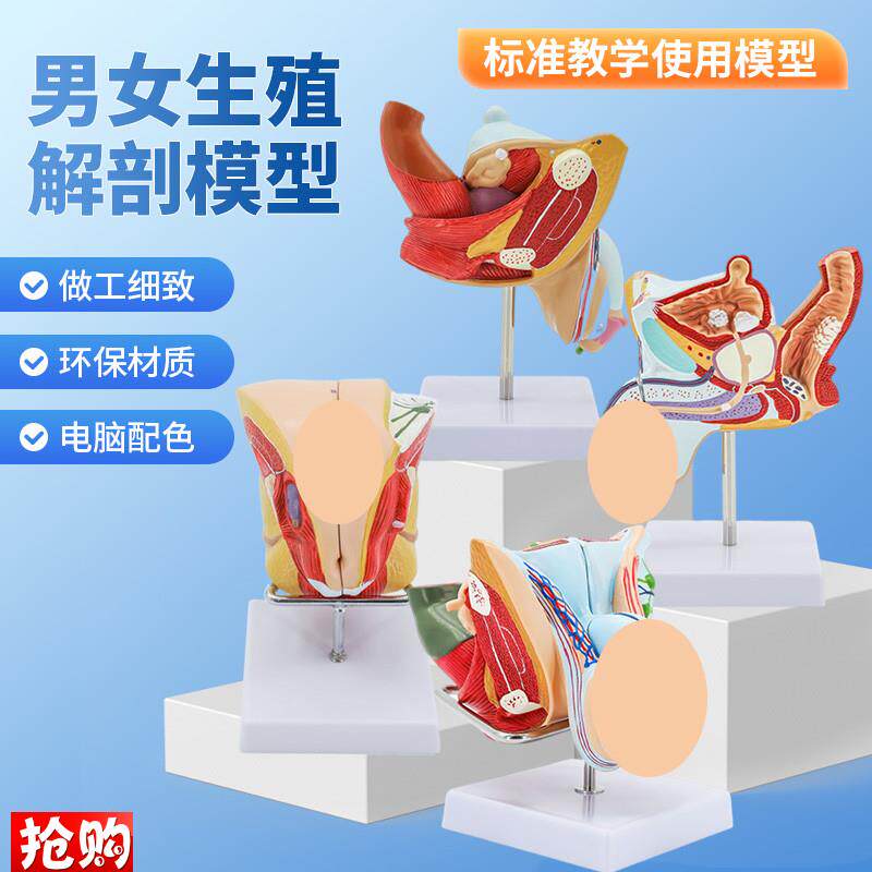 男性内生殖病理模型男病变生殖解E剖模型男泌尿系统疾病模型