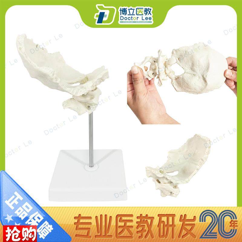 枕骨带寰椎枢h椎模型可活动枕骨模型颈椎模型骨骼标本仿真正骨