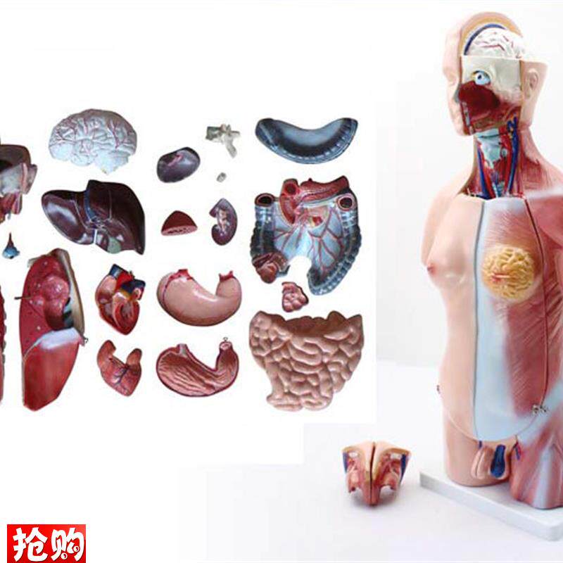 颐诺正品45CM两性躯干模型y人体内脏器官解剖结构模型人体解剖