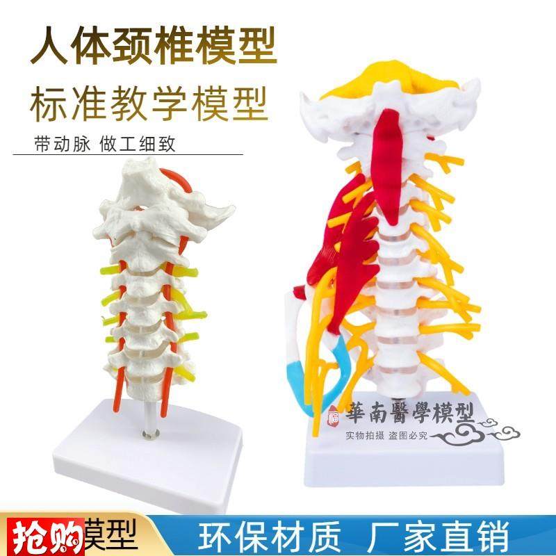 人体颈椎模型带肌肉神经脑干枕骨脊椎脊柱医M学教学骨骼模型可拆