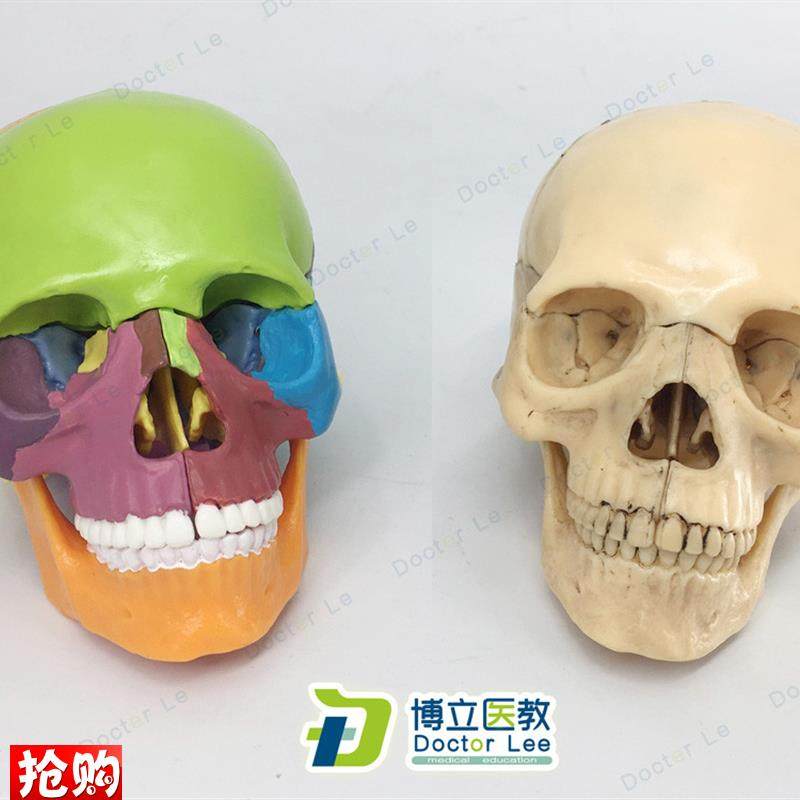 15部件头f颅骨模型彩色头骨模型医用牙科诊所教学用具可拆卸