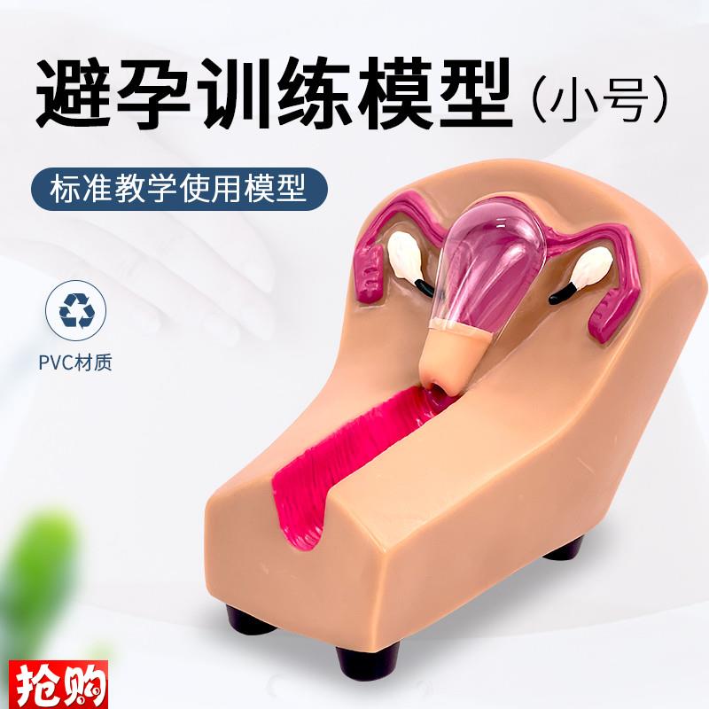 女性宫内避孕器及训练模型子宫生殖器官教学Q模具上环取环练习