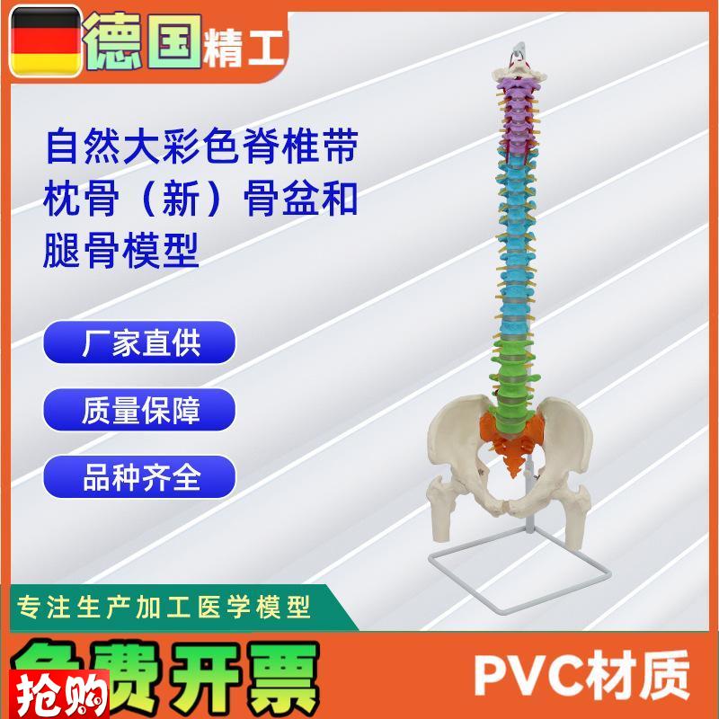 自然大彩色脊椎带枕骨新骨盆和腿骨模型人体S骨骼模型教学模型