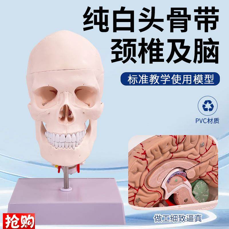 人体头骨c附颈椎及大脑模型可拆卸成人1:1骷髅头医学教具数字编码