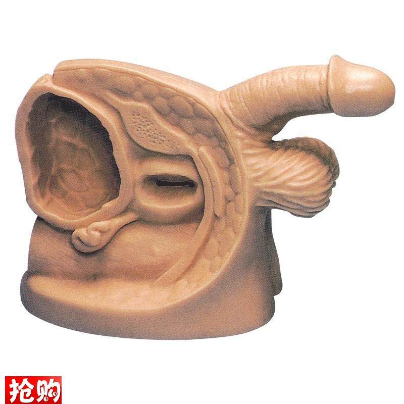 男性内外生殖器模型及导F尿模型GD/H18E