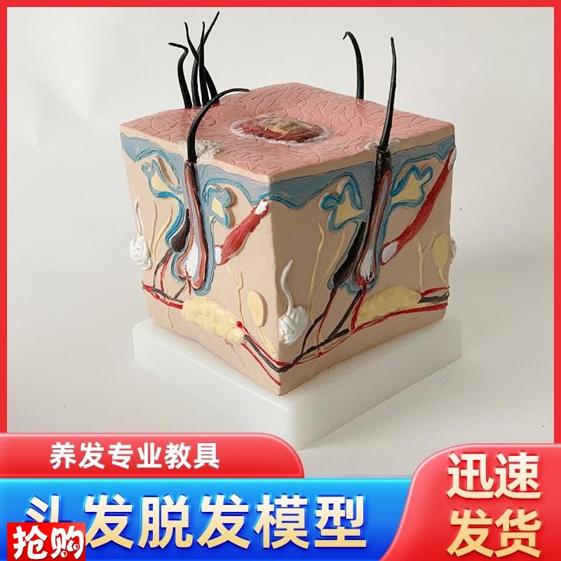 人体毛发脱发模型头发头皮发炎毛细血管毛囊收缩教V学教具演示模