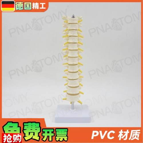 德国】11人体胸椎模型脊椎腰椎颈椎胸K椎正骨骨科骨骼模型医学