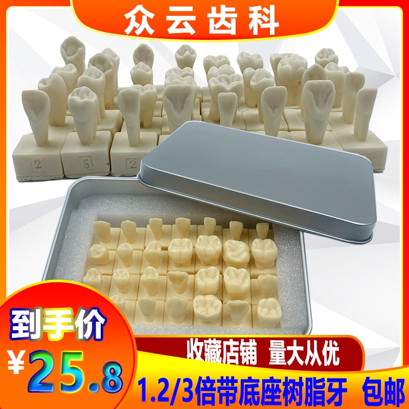 牙科28颗牙齿标准模型1.2倍恒牙带底座模型学生雕牙参.照模型包邮