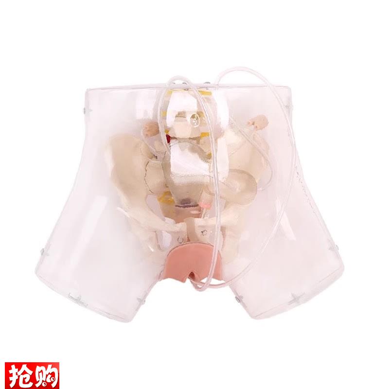 高级透明刮宫模型透明刮宫教学模型O女性计划生育模型