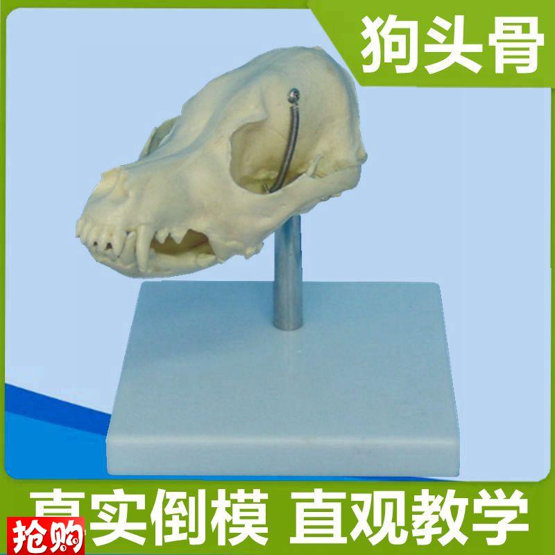 犬头骨模型仿真塑胶骨头动物标本真实H倒模狗牙齿兽医宠物医院摆