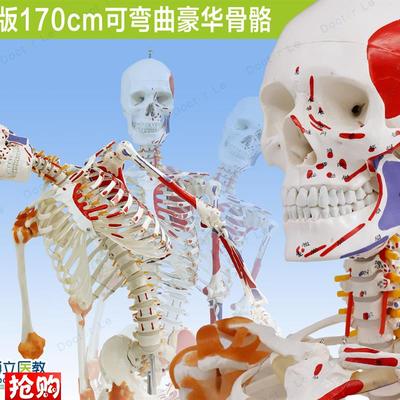 人体170cm骨骼骨架模型韧带标肌肉起止可弯曲脊柱教Y学瑜伽健身房