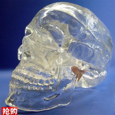 颐诺正品透明人体头颅骨解剖模型水晶头骨神经科XY光介入模型
