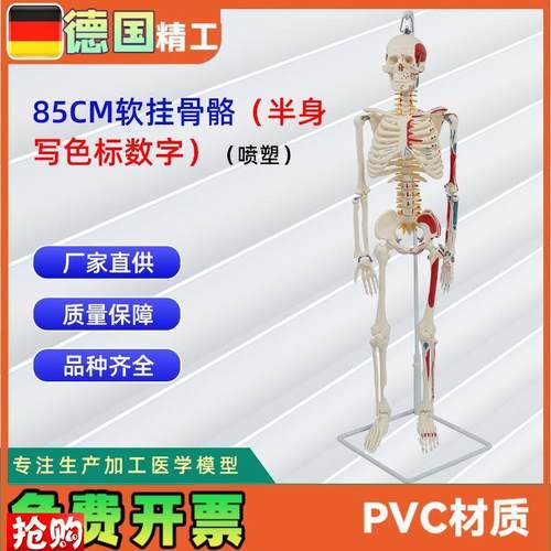 85CM软挂骨k骼半身写色标数字喷塑人体骨骼模型可定