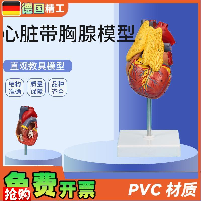 德国】PNT-04k01心脏带胸腺模型3部件可拆卸教学模型仿真心脏带胸