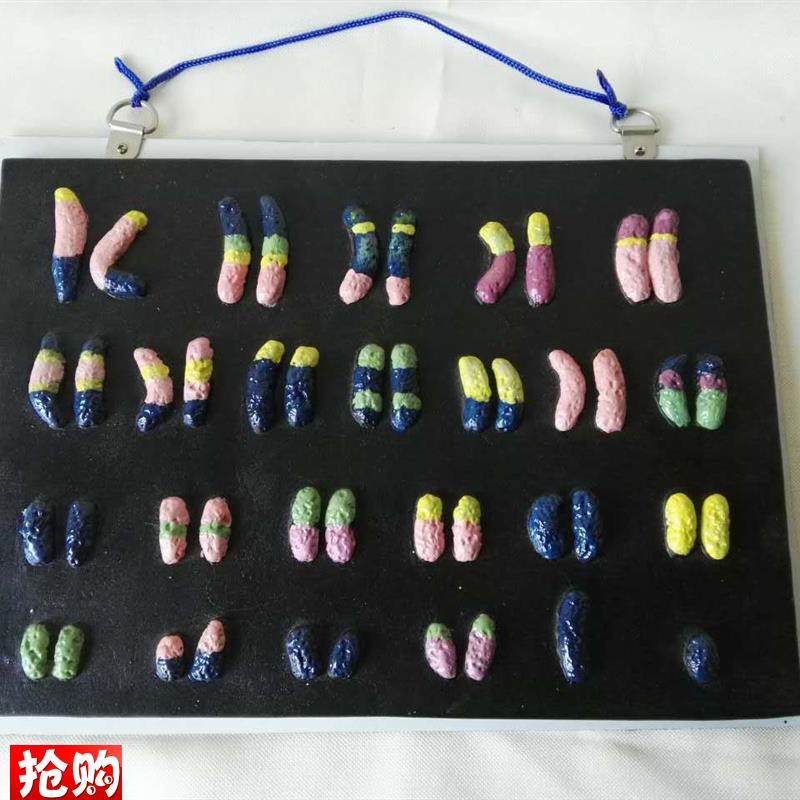 染色体解剖e中学生物模型医学医用教具教学仪器实验器材厂家直销