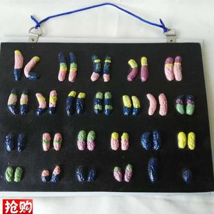 染色体解剖e中学生物模型医学医用教具教学仪器实验器材厂家直销