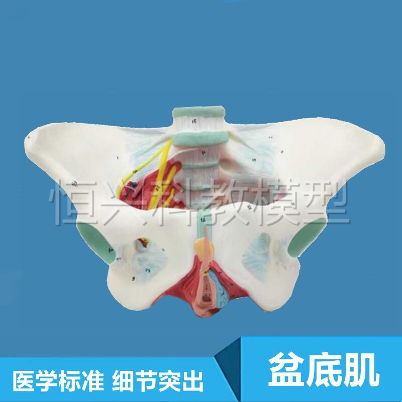 女性盆底肌肉筋膜盆腔器官血管神经妇产科助产康复月嫂Z培训技校
