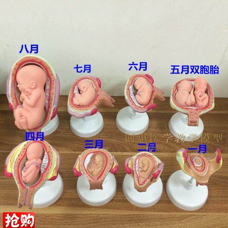 妊娠发育过程模型胚胎计划生育模E型计生展示模型胎儿模型子宫
