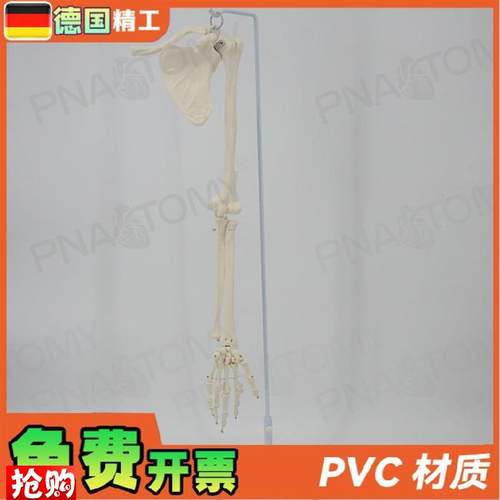 德国】人体上肢骨胳膊手臂骨锁z骨肩胛骨肱骨尺骨桡骨骨骼模型骨